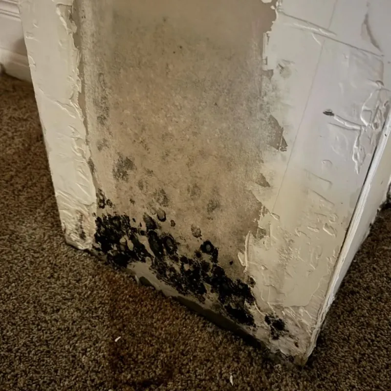 Professional Mold Removal in Berea, KY